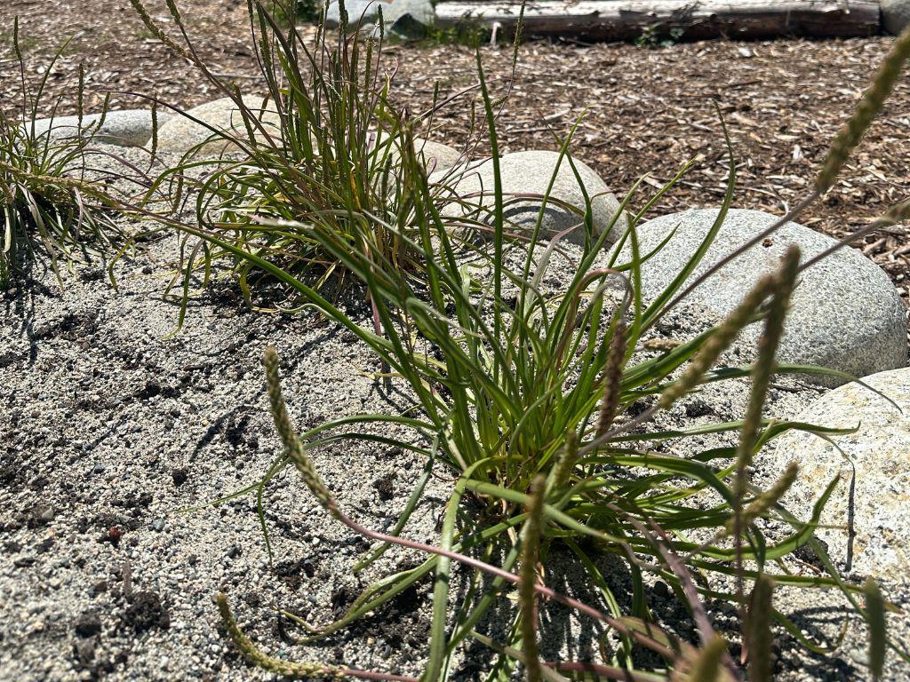 Long grassy plant in sand