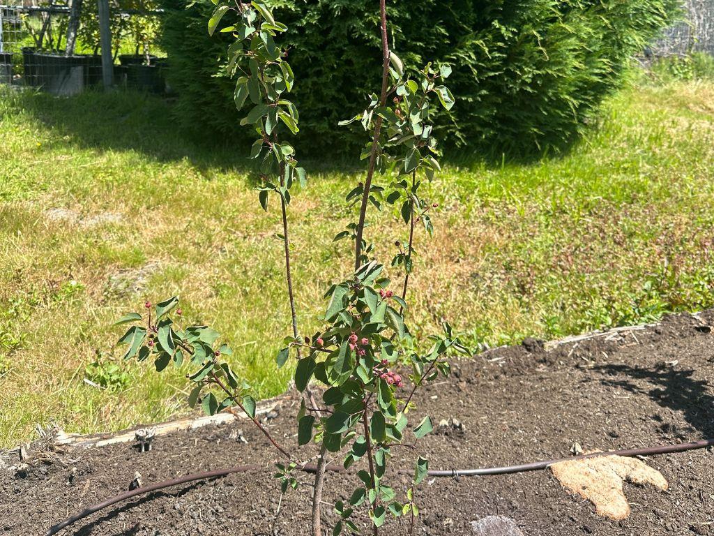 Tall and thin plant with red berries