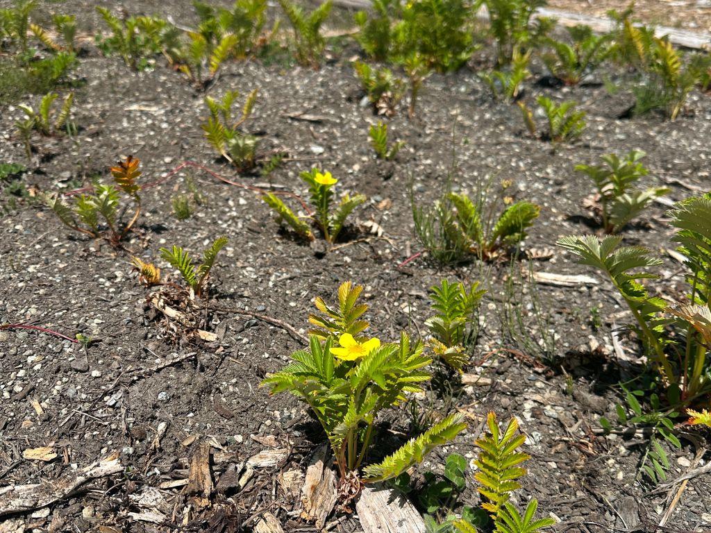 Small green plants with yellow flowers