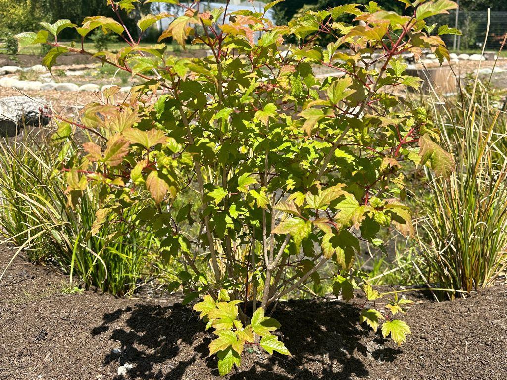 Light green leafy plant