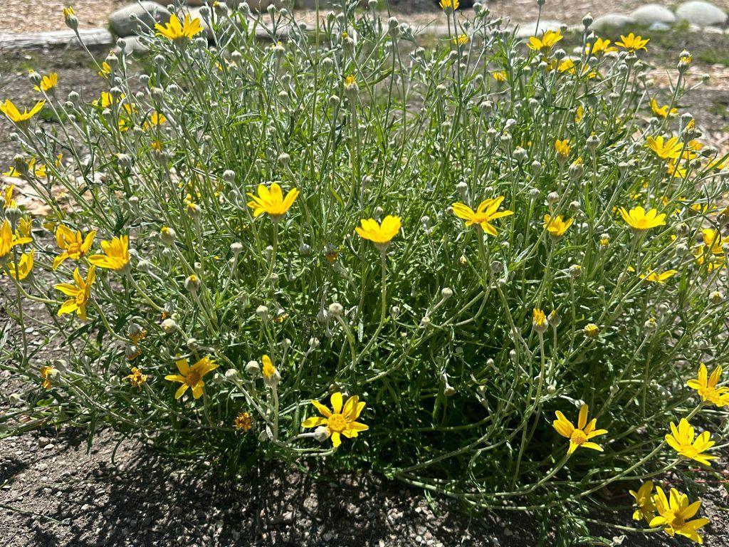 Green plant with small yellow flowers