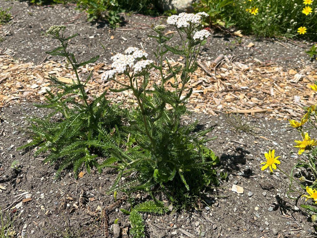 Green leafy plant with white flowers