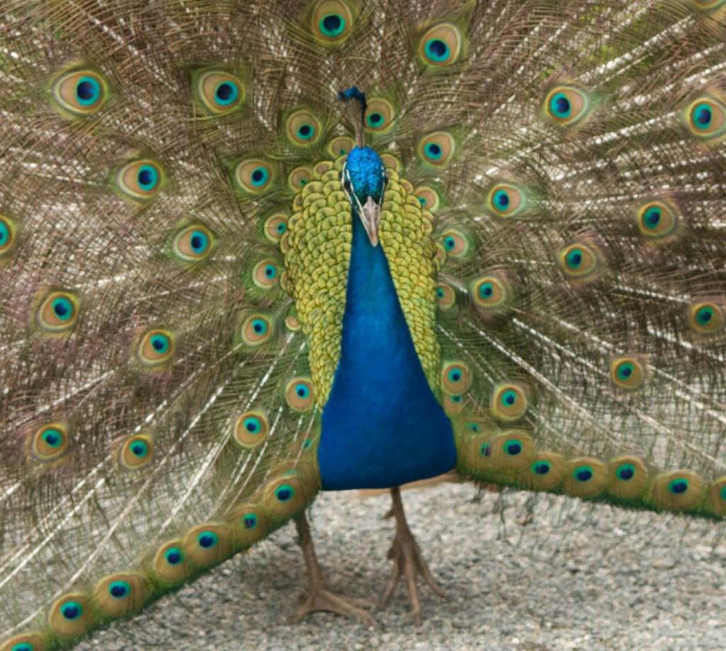 Portrait of male peacock in place of Cindy Goodman's headshot