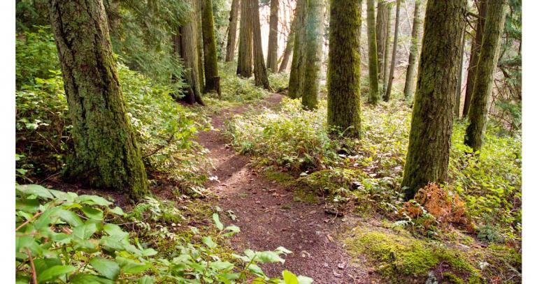 Royal-Roads-University-forest-trail-moss-on-trees