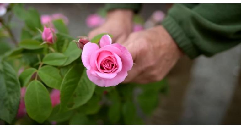 holding-roses-in-garden