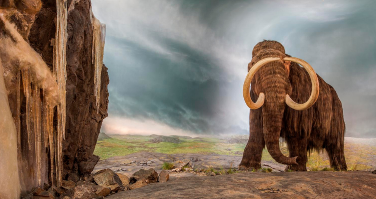 A full-scale adult bull mammoth greets visitors in a RBCM exhibit.