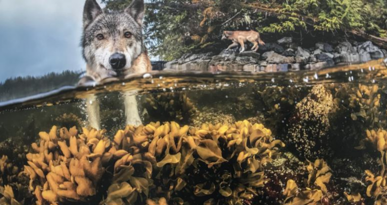 Two wolves can be seen in the ocean.