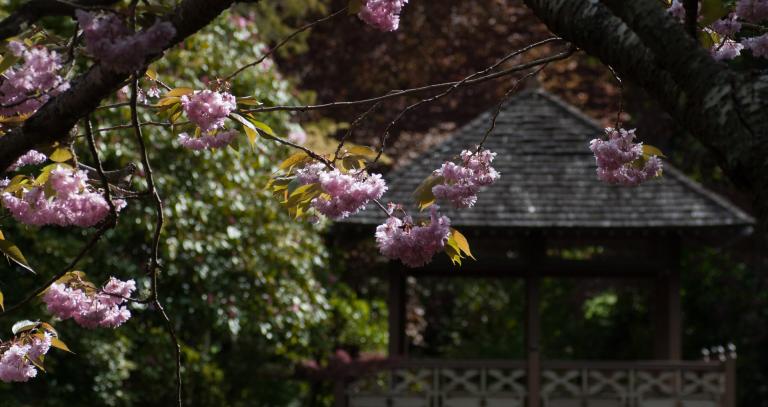 Japanese Garden