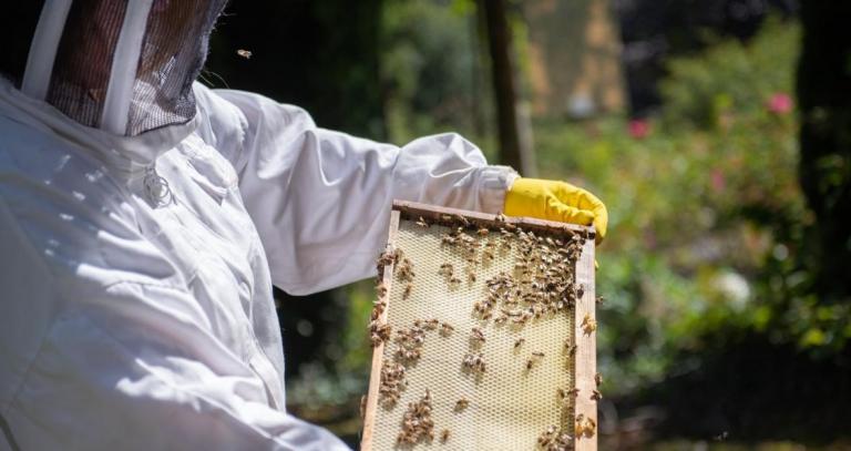 A person wearing a beekeeper helmet and white coat with yellow gloves carefully holds a screen removed from the bee hive in the RRU apiary. 