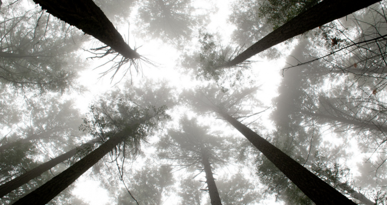 Misty forest canopy as seen from below.