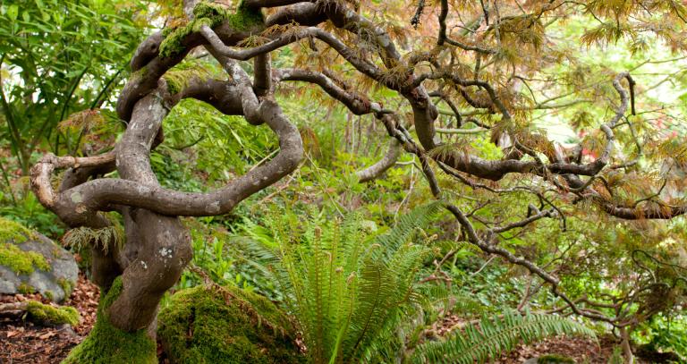 A tree and a fern growing together