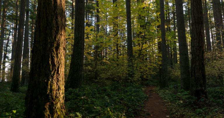 Trail winding through a forest of tall trees.