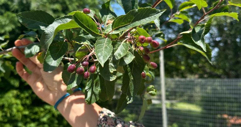 Hand reaching up to a crabapple tree in the Indigenous Medicine Garden at RRU