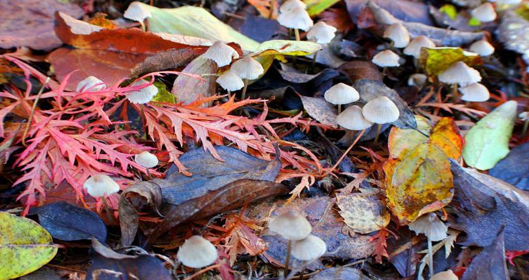 Royal Roads University