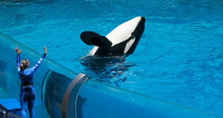 A trainer at a marine zoo works with an orca whale in an aquarium.