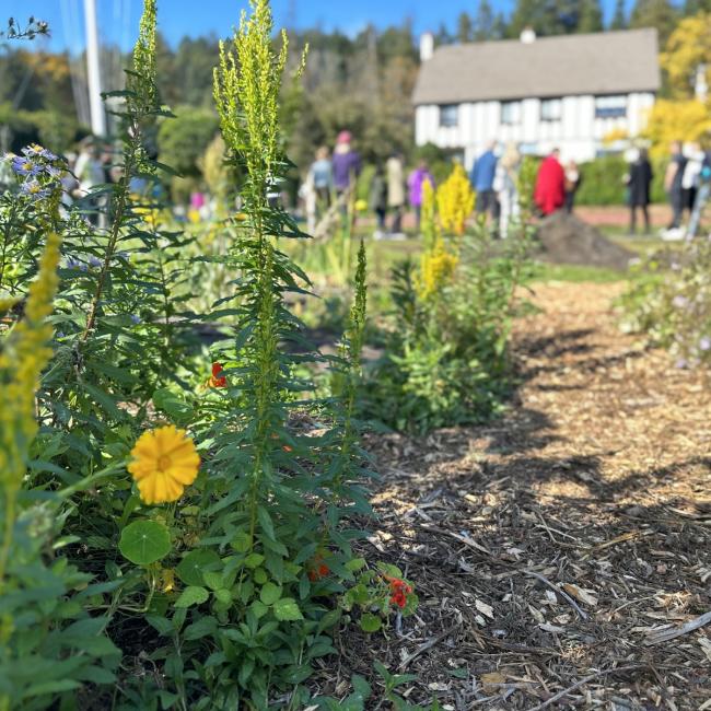 Herbs and flowers bloom in the foreground. A sun-dappled cedar path leads into the distance where people gather.