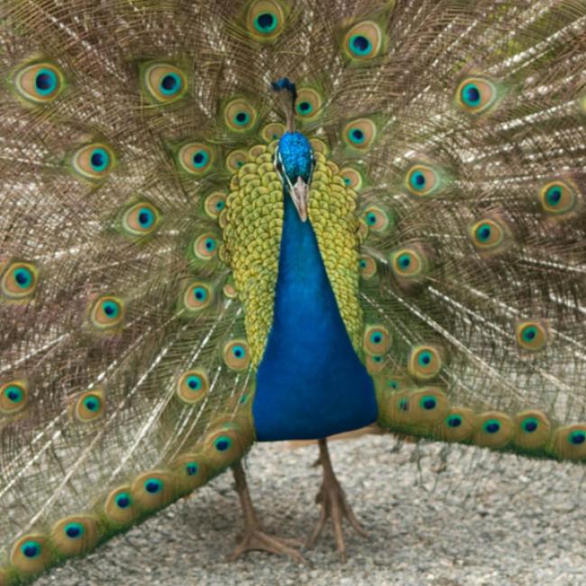 Portrait of male peacock in place of Cindy Goodman's headshot