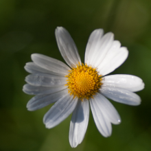 0609_blossoms002_689_1200x1200