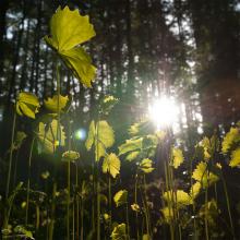 1205_forest-27_1200x1200