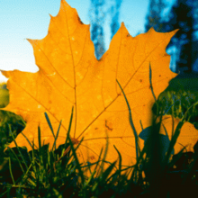 kimmo-pukkila-maple-leaf-cc_0_5_1200x1200